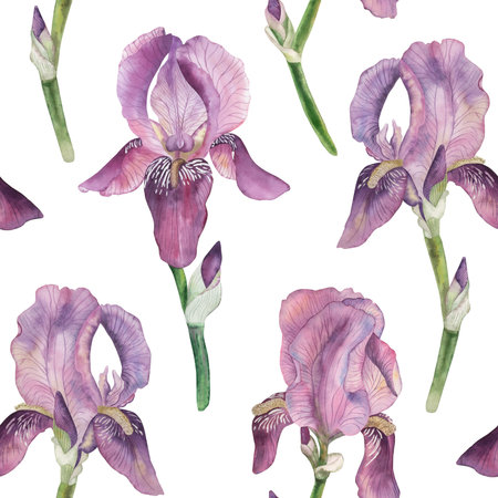 Seamless pattern with purple, lilac irises on a white background. The watercolor illustration is hand-drawn in a botanical style in delicate pastel shades. For wallpaper, textiles, and wrapping paperの写真素材