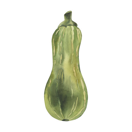 Green pumpkin, elongated shape. Watercolor illustration of zucchini hand drawn, isolated on white background in botanical style. For packaging design, holiday cards, harvest festival, thanksgivingの写真素材