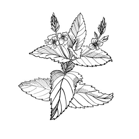 Vector illustration of Melissa officinalis herb with leaves and flowers. Hand drawn sketch of lemon balm plant for herbal medicine, tea, aromatherapy, botanical design, natural health and cosmeticsのイラスト素材