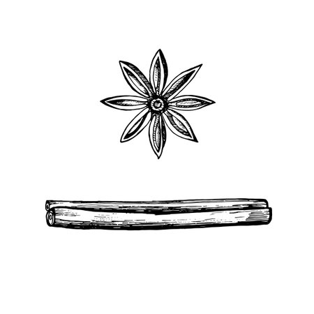 Vector hand drawn illustration of cinnamon stick and star anise. Detailed vintage sketch of aromatic spices used in cooking, baking, mulled wine, tea, Ayurveda, herbal medicine and healthy foodのイラスト素材