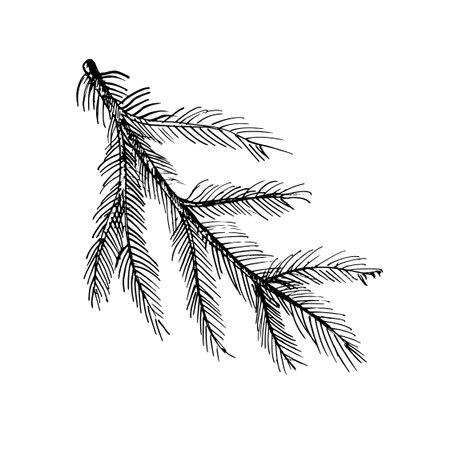 Detailed hand-drawn vector illustration of a pine branch with thin needles. Natural botanical sketch perfect for winter designs, Christmas decor, forest themes, rustic elements, and seasonal holidayのイラスト素材