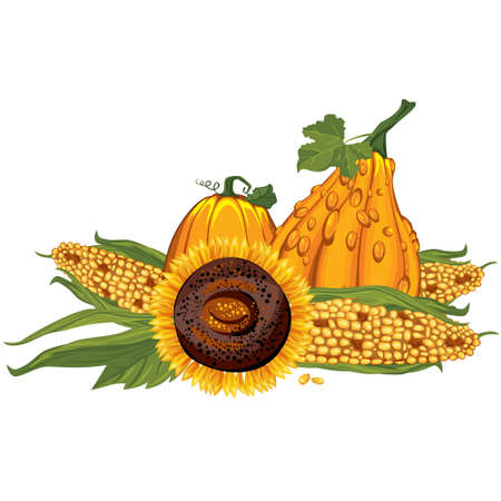autumn, thanksgiving, vegetables, pumpkin, , sunflower, harvest, juicy vegetablesのイラスト素材