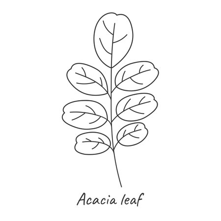 Acacia leaf outline. Vector illustration.のイラスト素材