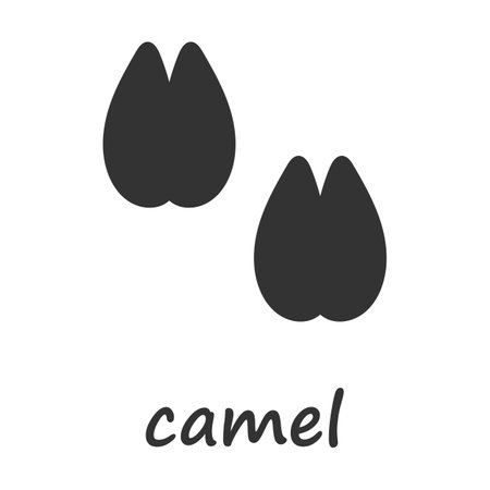 Camel hooves. Camel hoof print. Vector illustration.のイラスト素材