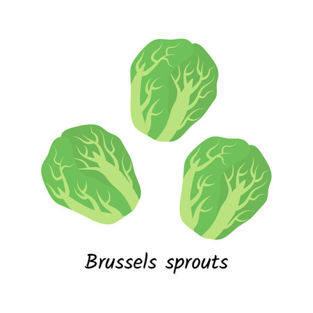 Brussels sprouts. Vegetables. Healthy food. Vector illustration.のイラスト素材