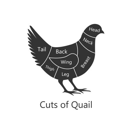 Quail butchery diagram. Cuts of Quail. Perfect for restaurant menus and educational materials. Vector Illustration.のイラスト素材