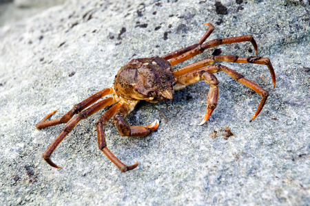Far crab on the rockの写真素材