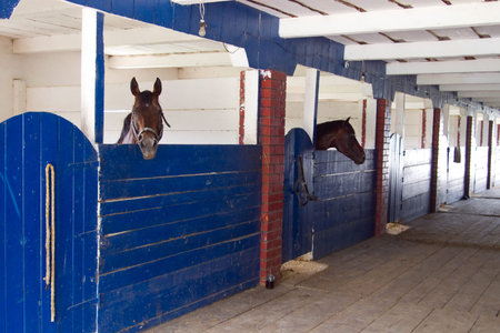 Horses in paddocks stablesの写真素材