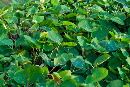 Water droplets on the leaves of a bushの写真素材