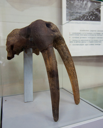 The tusks and skull fragments of the Atlantic walrusのeditorial素材
