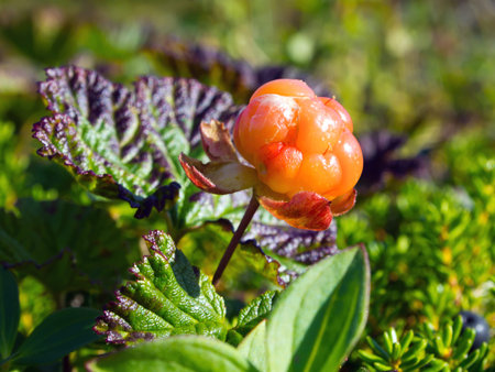 North berry cloudberry (The Latin name: Rubus chamaemorus)の写真素材