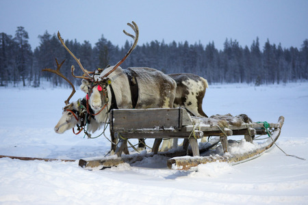 Sami reindeer sled on a snow-covered fieldの写真素材