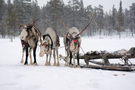 Sami reindeer teamの写真素材