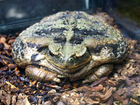 Large amphibious frog - Bufo marinusの写真素材