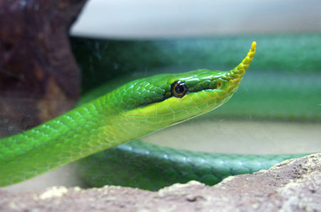 Nosey runner Boulanger - Latin name Rhynchophis Boulengeri