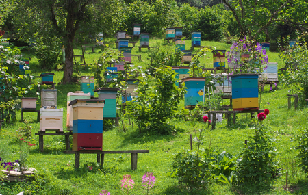 Bee hives in the apiary in the foothills of the Caucasusの写真素材