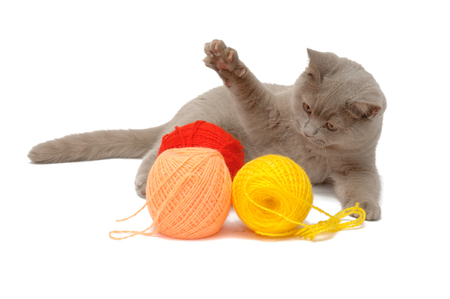 British blue cat and balls of colored threadの写真素材