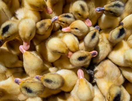 Small ducklings are sitting tightly in a container for saleの写真素材