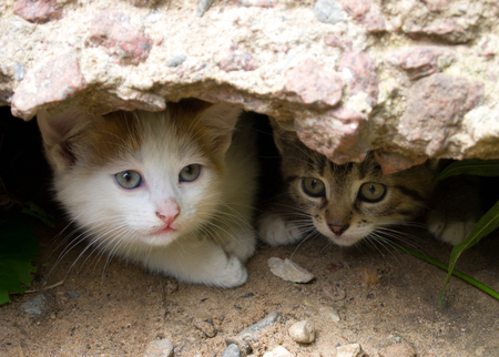 Two homeless kittens peep out of hidingの写真素材