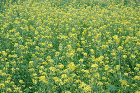 Field with flowering rapeseeds in the Russian province