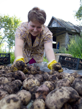 Yartsevo, Russia - August 25, 2011: A young woman is sorting a potato cropのeditorial素材