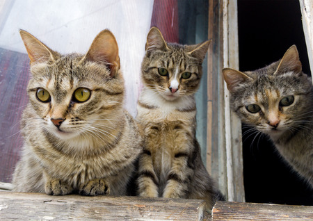 Curious gray kittens peeking out the windowの写真素材