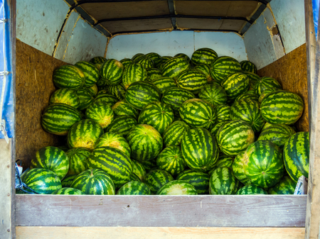 Watermelon new crop lie in the back of the vanの写真素材