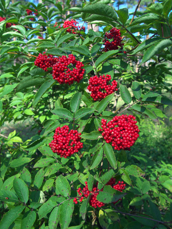 Bush of ripe red elderberry in the gardenの写真素材