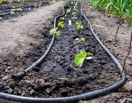 Hoses laid on the ground drip irrigation in the gardenの写真素材