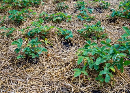 Mulching young strawberry bushes with a layer of dry strawの写真素材