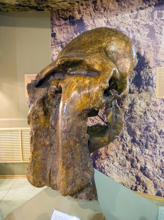 Azov, Russia - July 27, 2019: Skull of the trogonterium (steppe) mammoth. Exhibit of the Azov Paleontological Museum.のeditorial素材