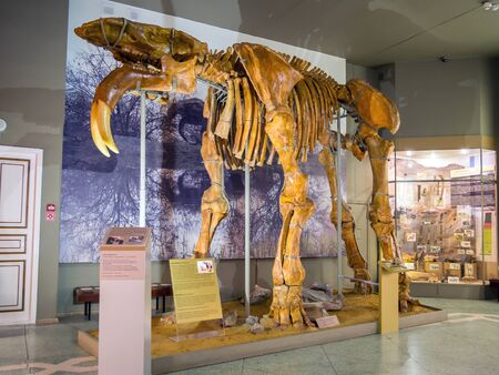 Azov, Russia - July 27, 2019: Dinoterium. The skeleton of an adult animal. Azov Historical Archeological and Paleontological Museum.のeditorial素材