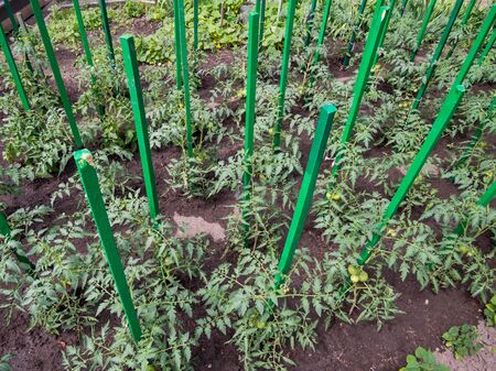 Use as a support for growing tomato wooden pegsの写真素材
