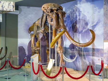 The skeleton of an ancient steppe mammoth. Exhibit of the paleontological museum.のeditorial素材