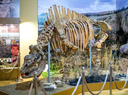 Azov, Russia - July 27, 2019: The skeleton of an ancient rhino (Caucasian elasmotherium). Exhibit of the Azov Paleontological Museum.のeditorial素材