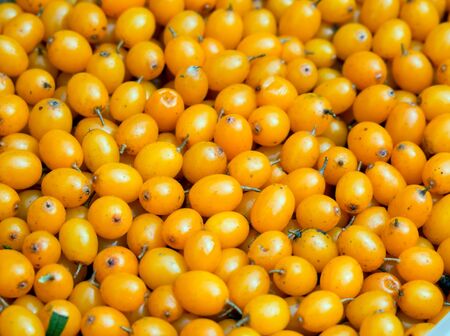 Sea-buckthorn berries in large quantities on a backgroundの写真素材