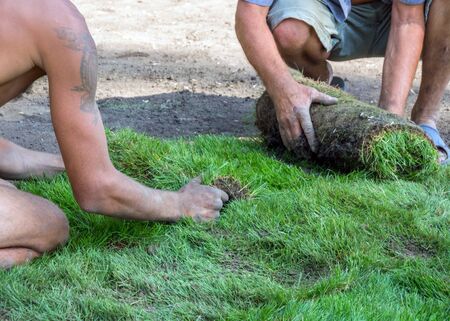 The process of laying the lawn workersの写真素材