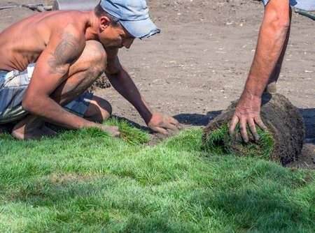 Voronezh, Russia - September 05, 2019: Sod in rolls laid on the lawnのeditorial素材