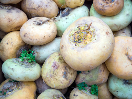 Turnip roots are piled on top of each otherの写真素材