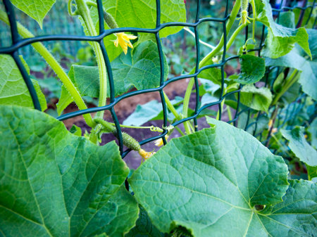 Growing cucumbers on a plastic trellis netの写真素材