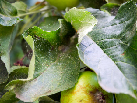 Spider mite on the leaves of a fruit treeの写真素材