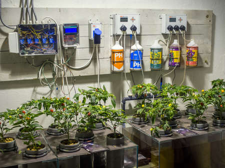 Sevastopol, Crimea - September 19, 2020: A farm for growing vegetables indoors, exposition of the Museum "Underground Sevastopol", Crimeaのeditorial素材