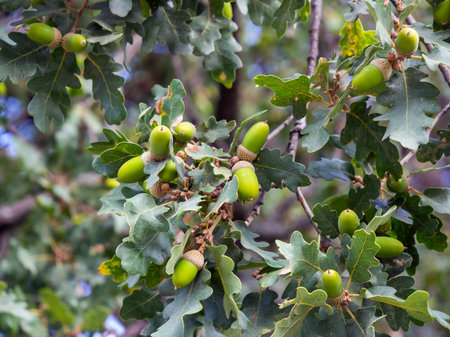 Acorns on oregon white oak branches
