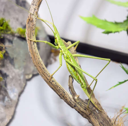 Insect duck steppe on a dry branchの写真素材