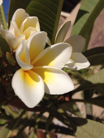 Blooming white plumeria, or plumeria alba by scientificの素材