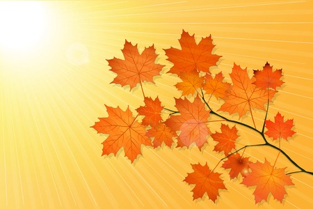 Orange leaves of maple tree on the background  of orange autumn sky with bright sunのイラスト素材