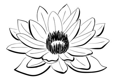 Vector Black and White Lotus flower drawn in sketch style. Line artのイラスト素材