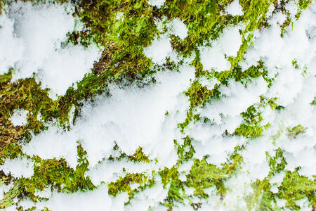 background texture of the moss on the bark of a tree with snowの写真素材