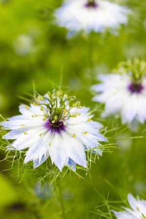 beautiful colorful wild flowers growing in the meadow in sunny summer dayの写真素材