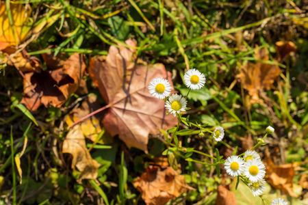white camomile flowers and dry Autumn colored leaves lying on the groundの写真素材